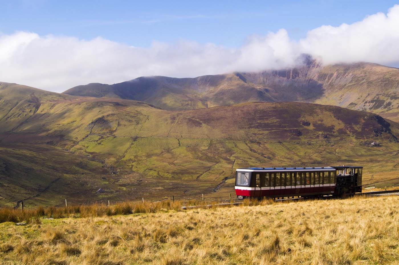 Mountain Tree Climbing Snowdon on a Sunny Day
