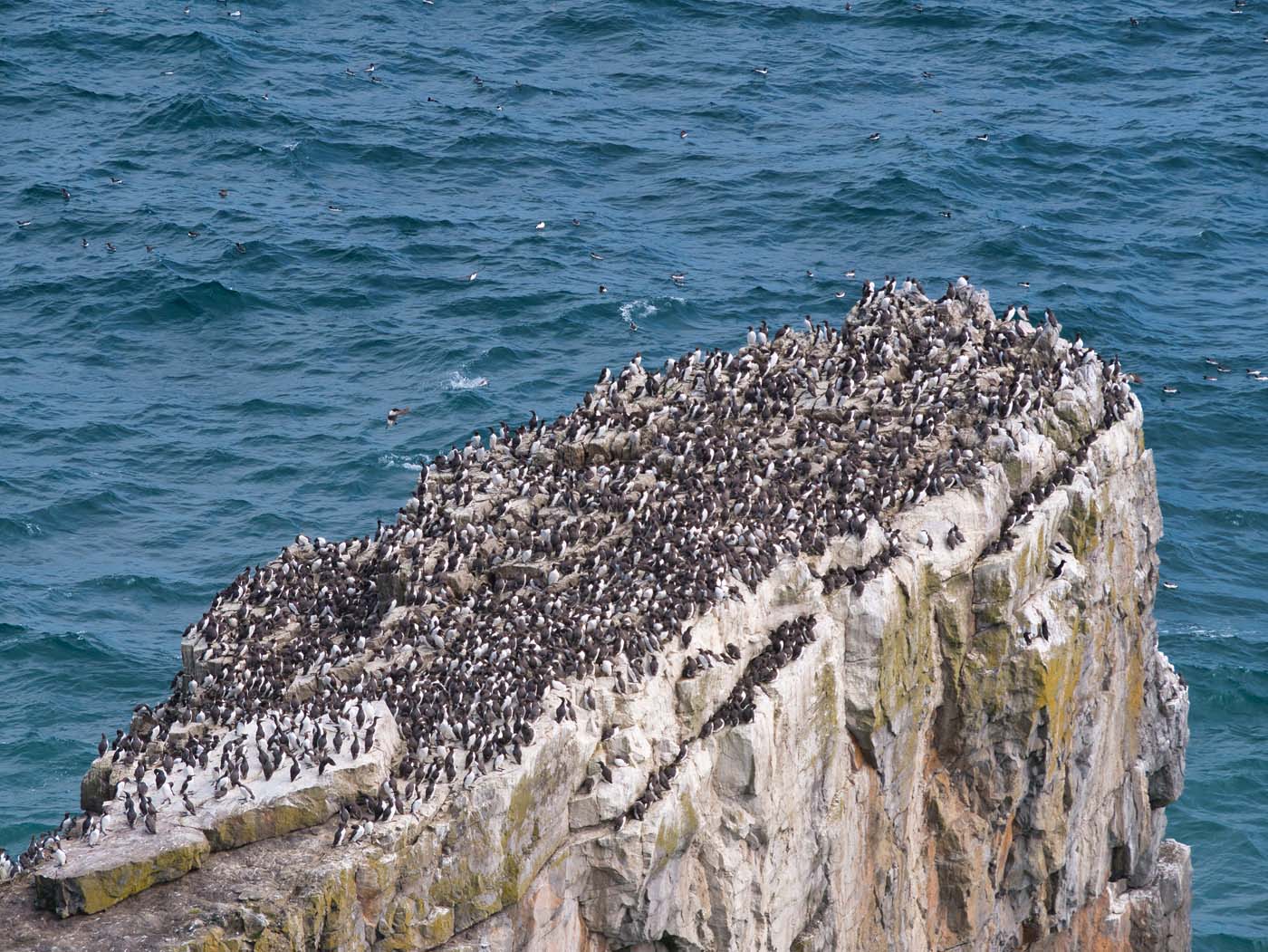 Guillemot colony at Stack Rocks / Creigiau Elegig, near Castlema
