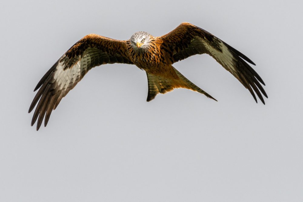 Red Kite flying over mid-Wales